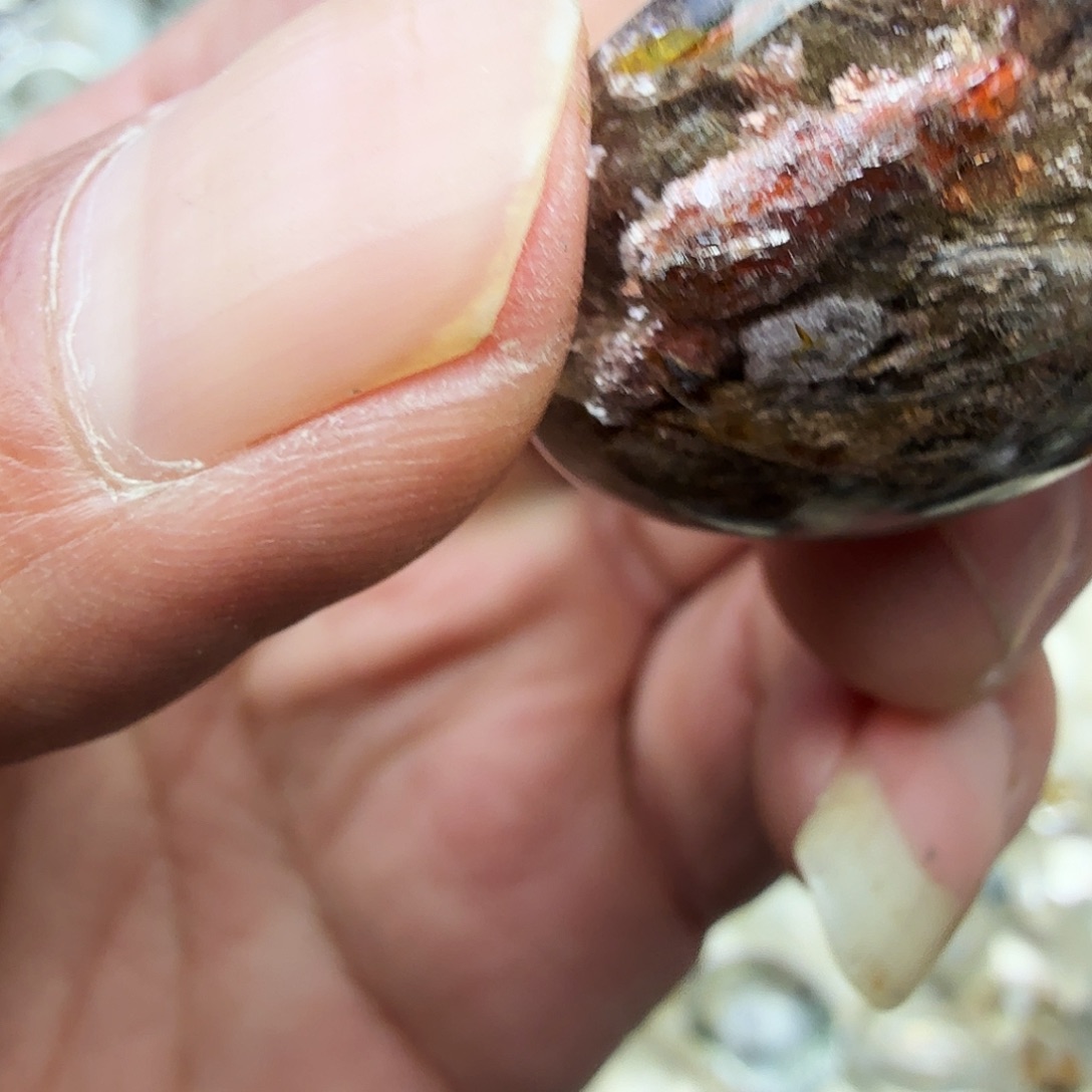 叶***子未镶嵌水晶珠宝半成品