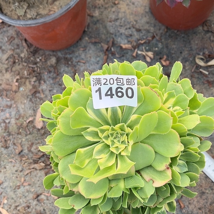 一颗辛尼亚法师1460