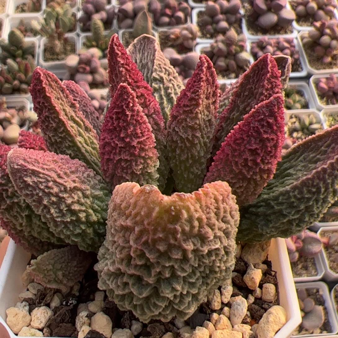 古灵阁老桩多肉植物水泡