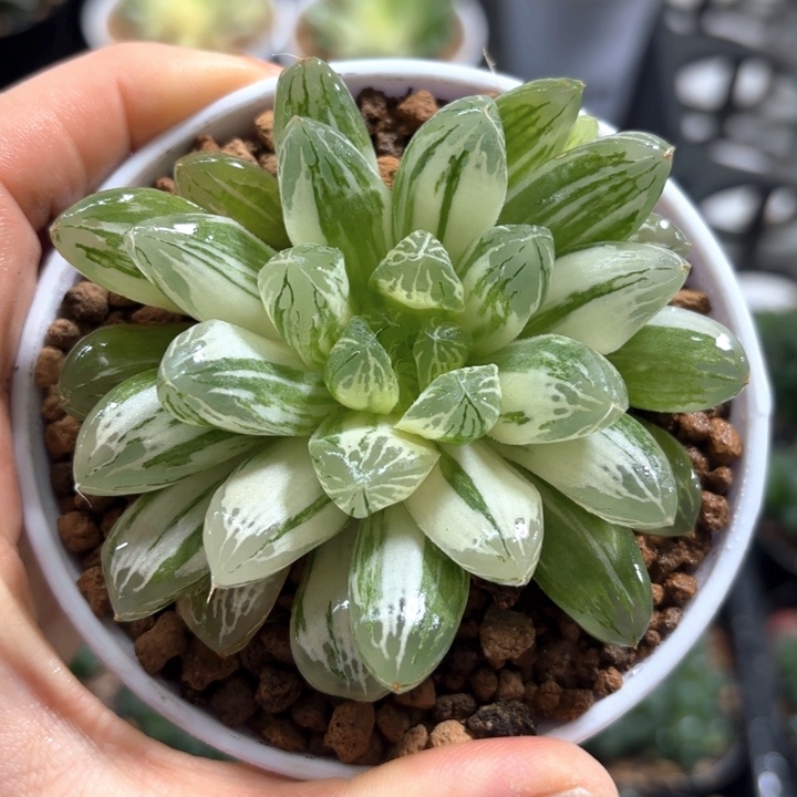 苏州玉露锦多肉植物
