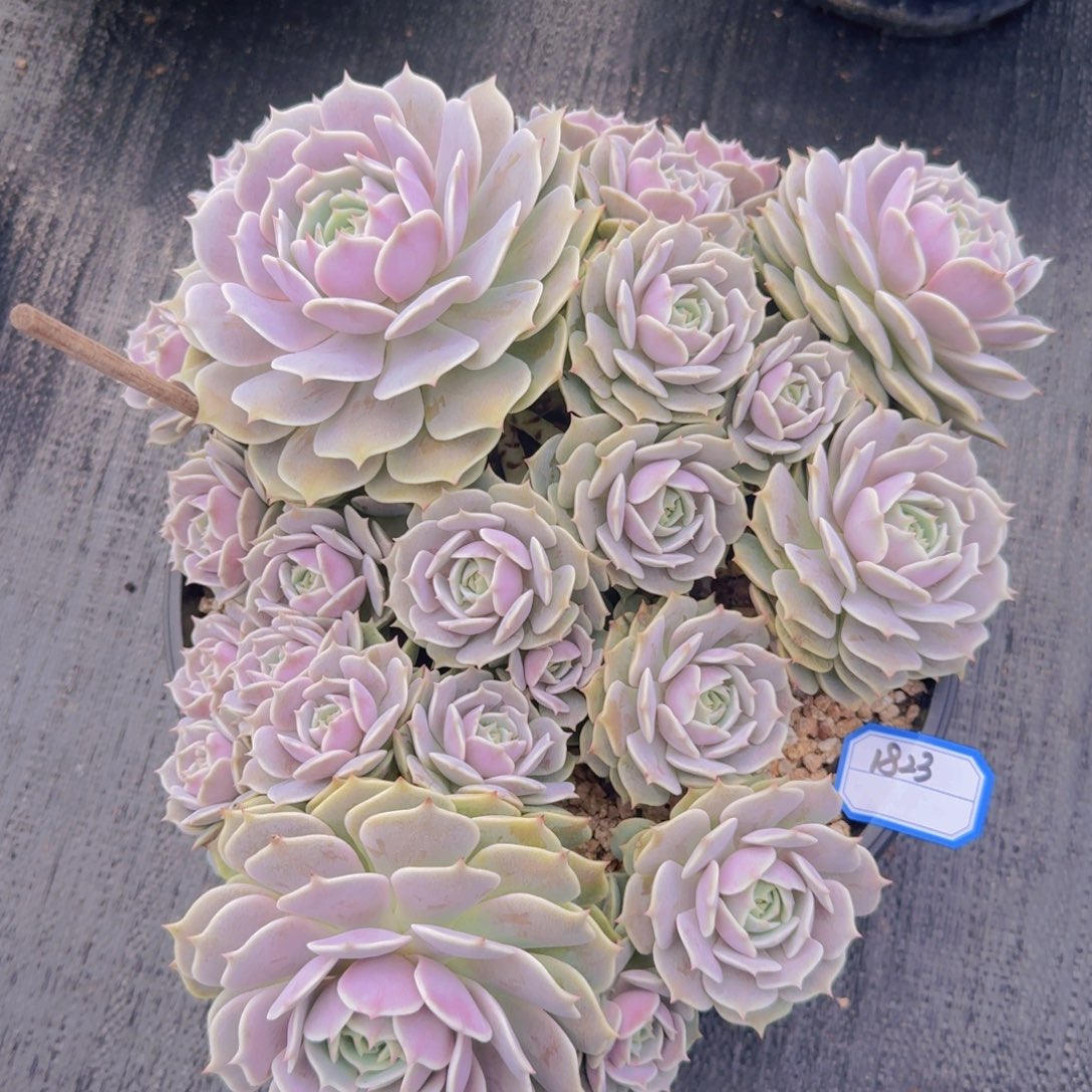 双****1823露娜莲凡艺多肉