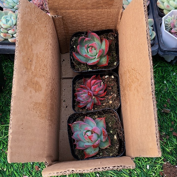 A207惊鸿仙子多肉