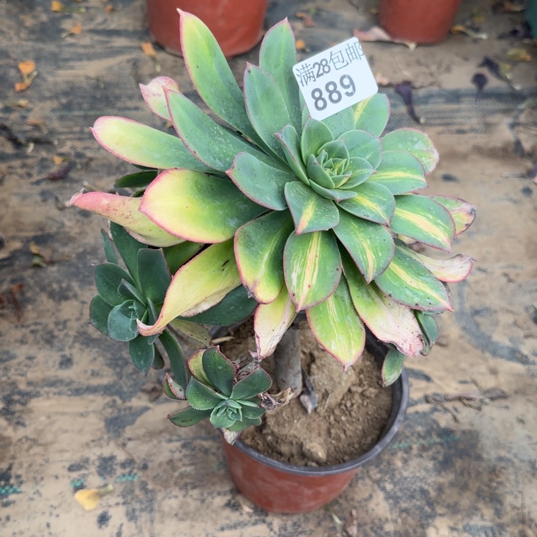 黄中斑阴阳多肉889满28包邮断枝不包
