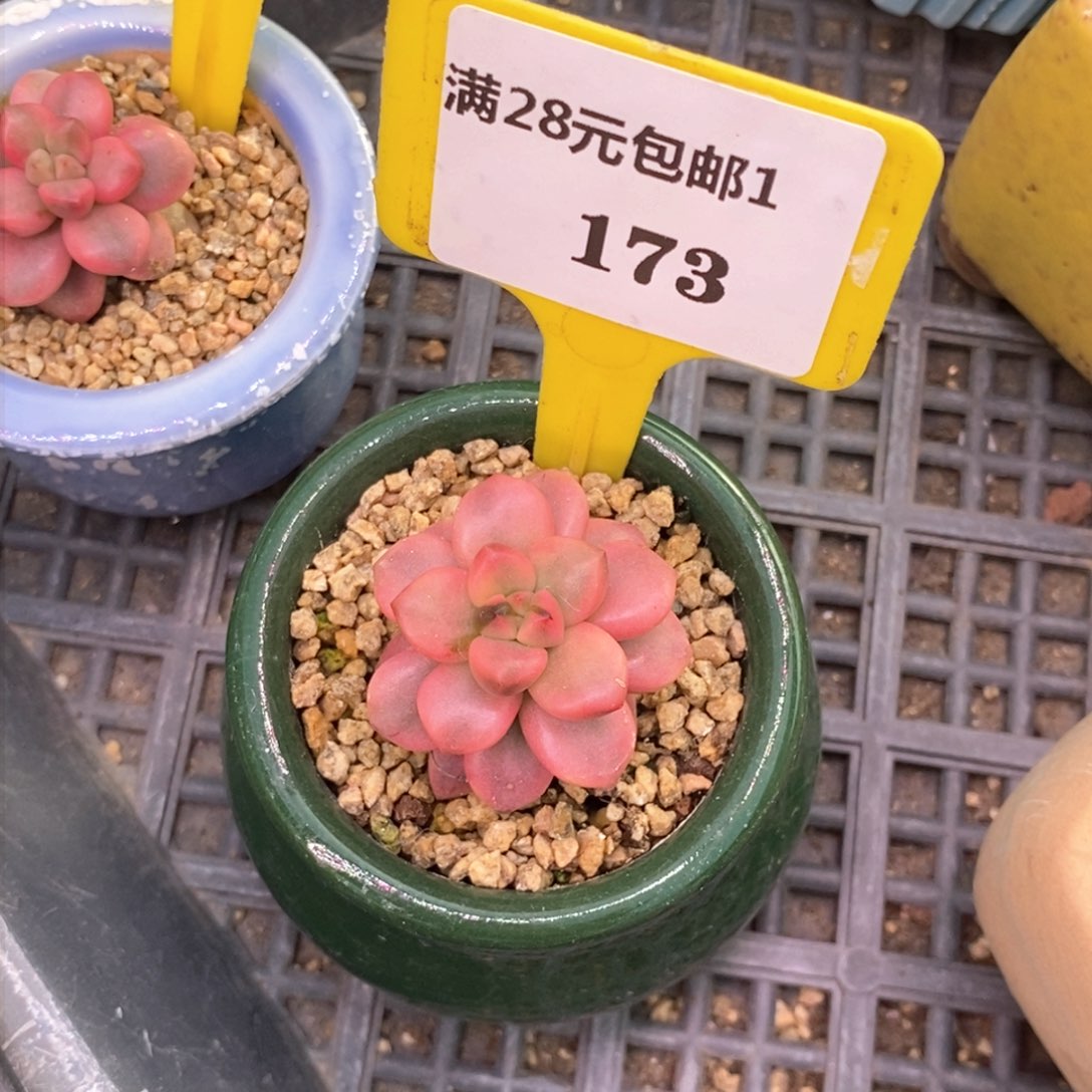 旺***糖1173福利黑美人多肉