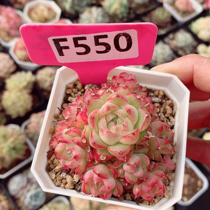 女王6cm不包整群