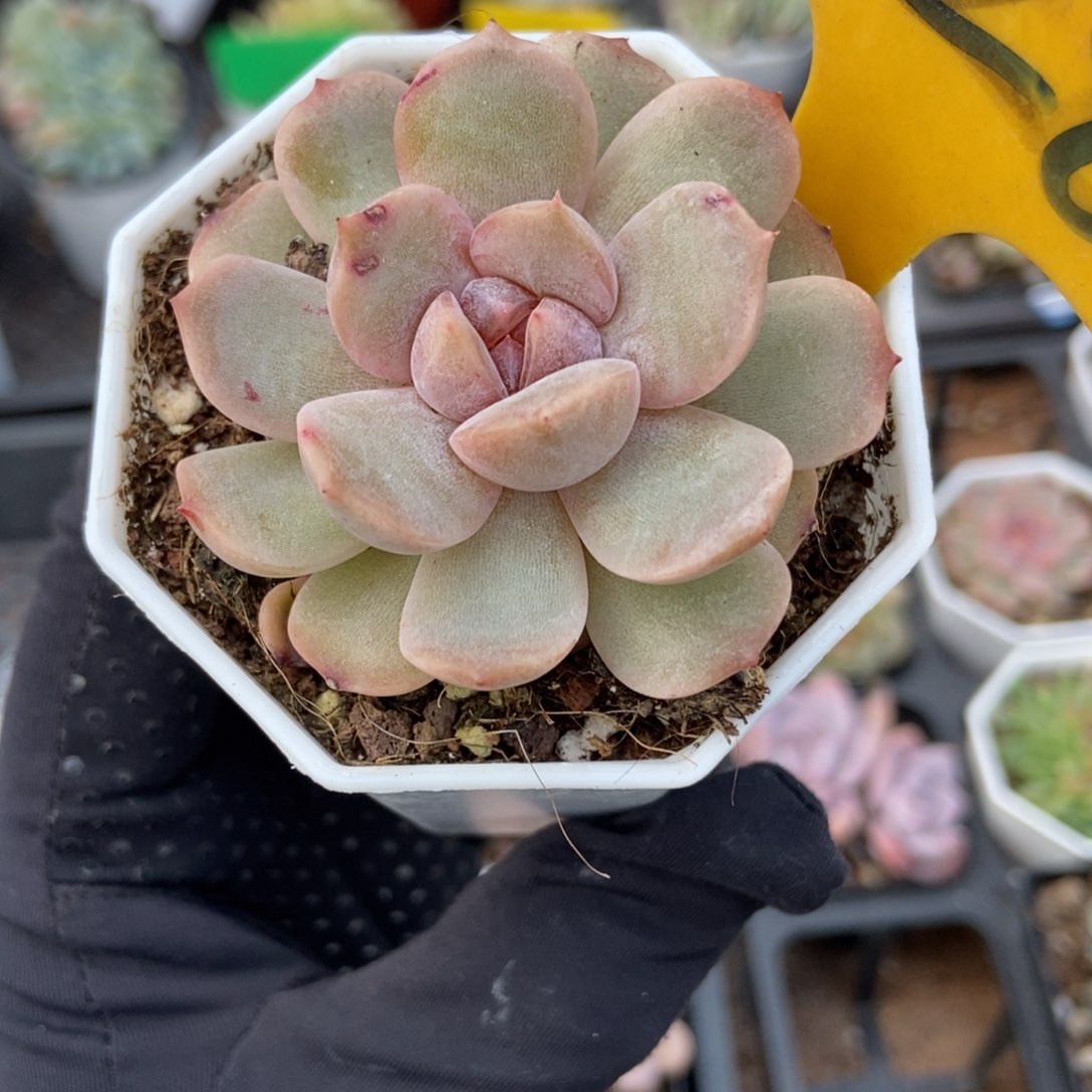 528红恋多肉植物保护
