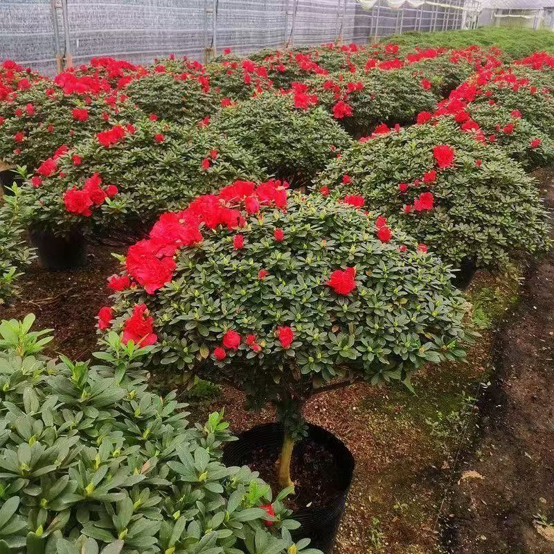 精品杜鹃花盆栽室内外种植带花苞四季开花好养耐活
