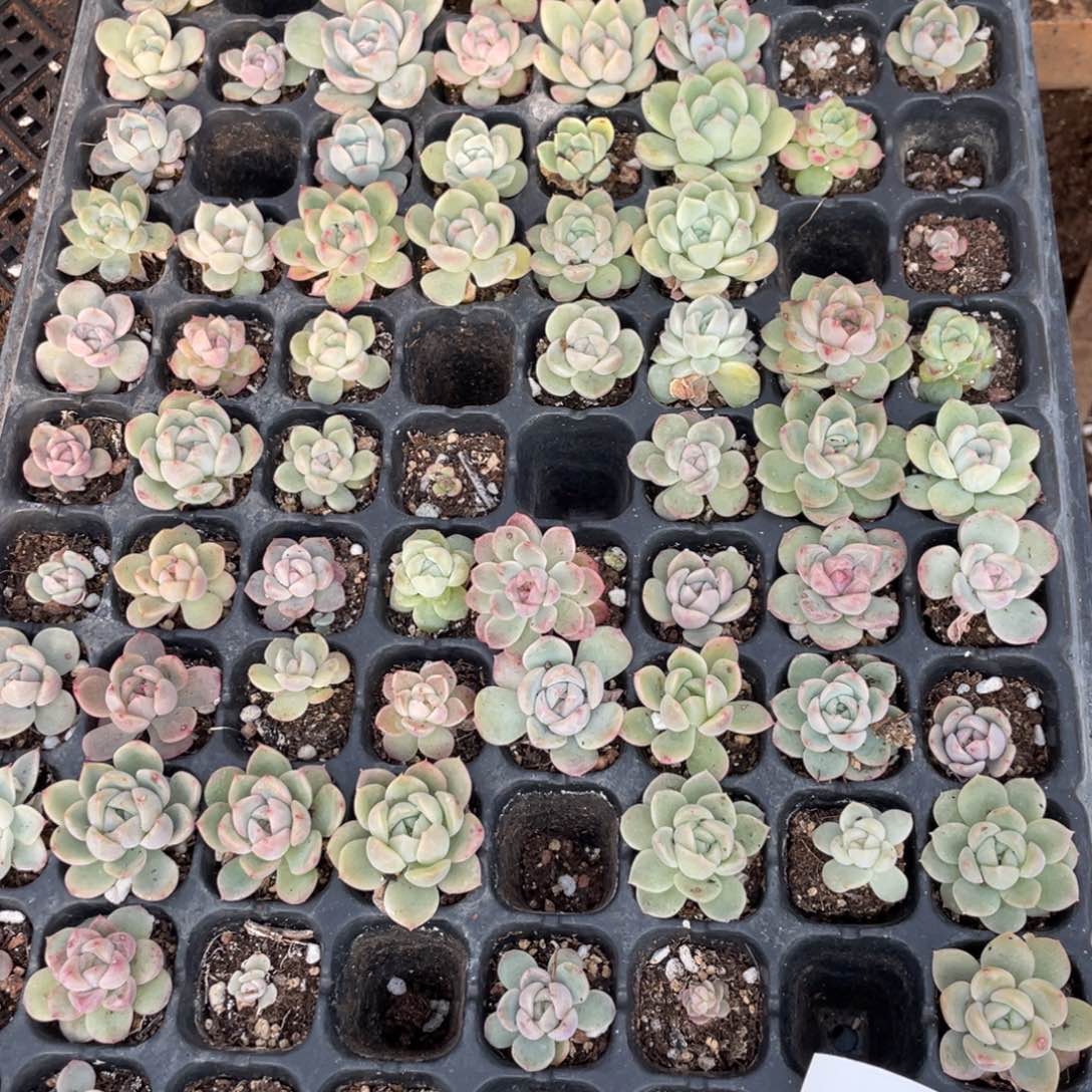 郁***137珍妮混一筐特价，不包保温不包售后