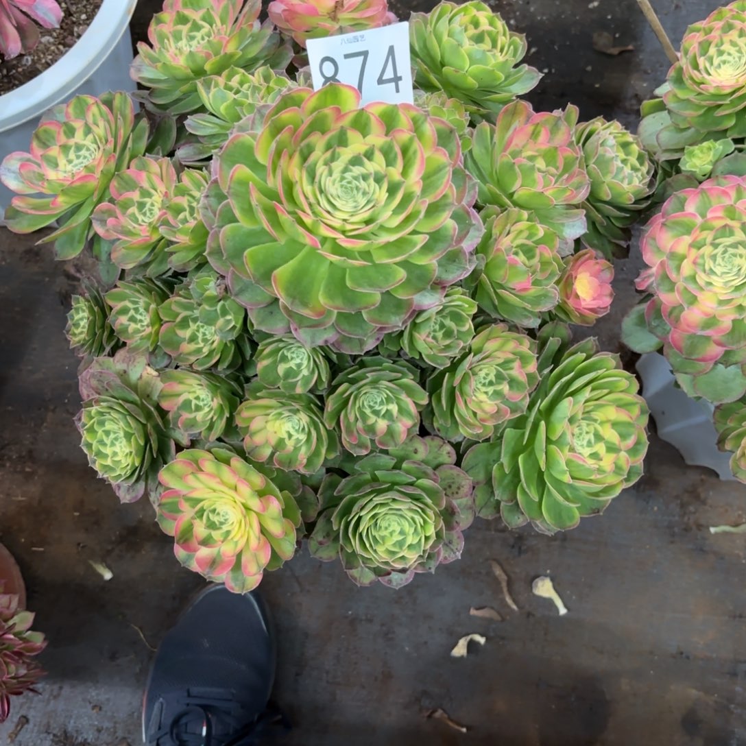 半***过874多肉植物海鲜特价物流到付