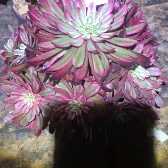 多肉植物仙子232