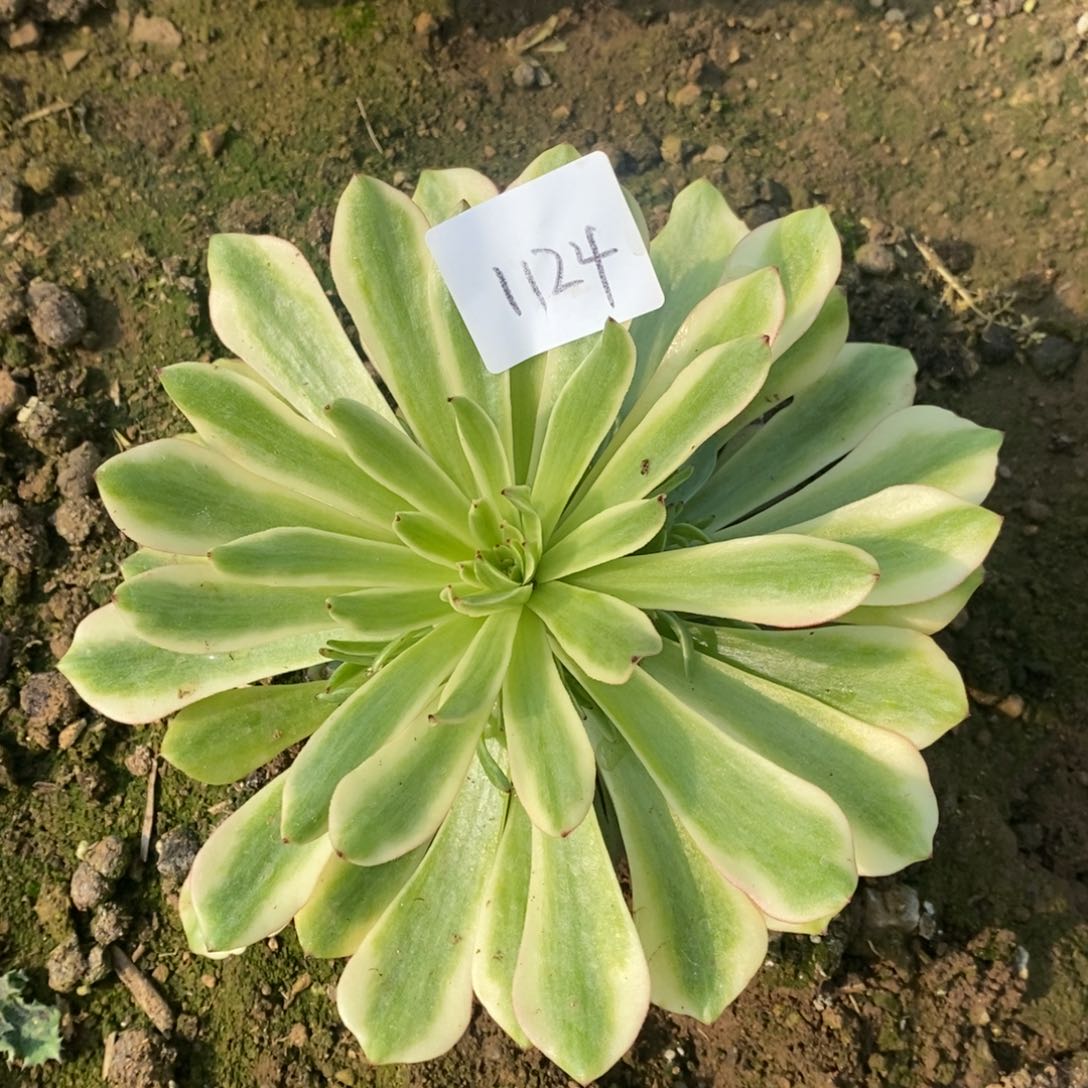 1124油画少女多肉植物