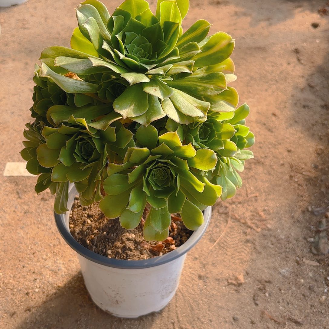 粉v琉璃手捧多肉植物