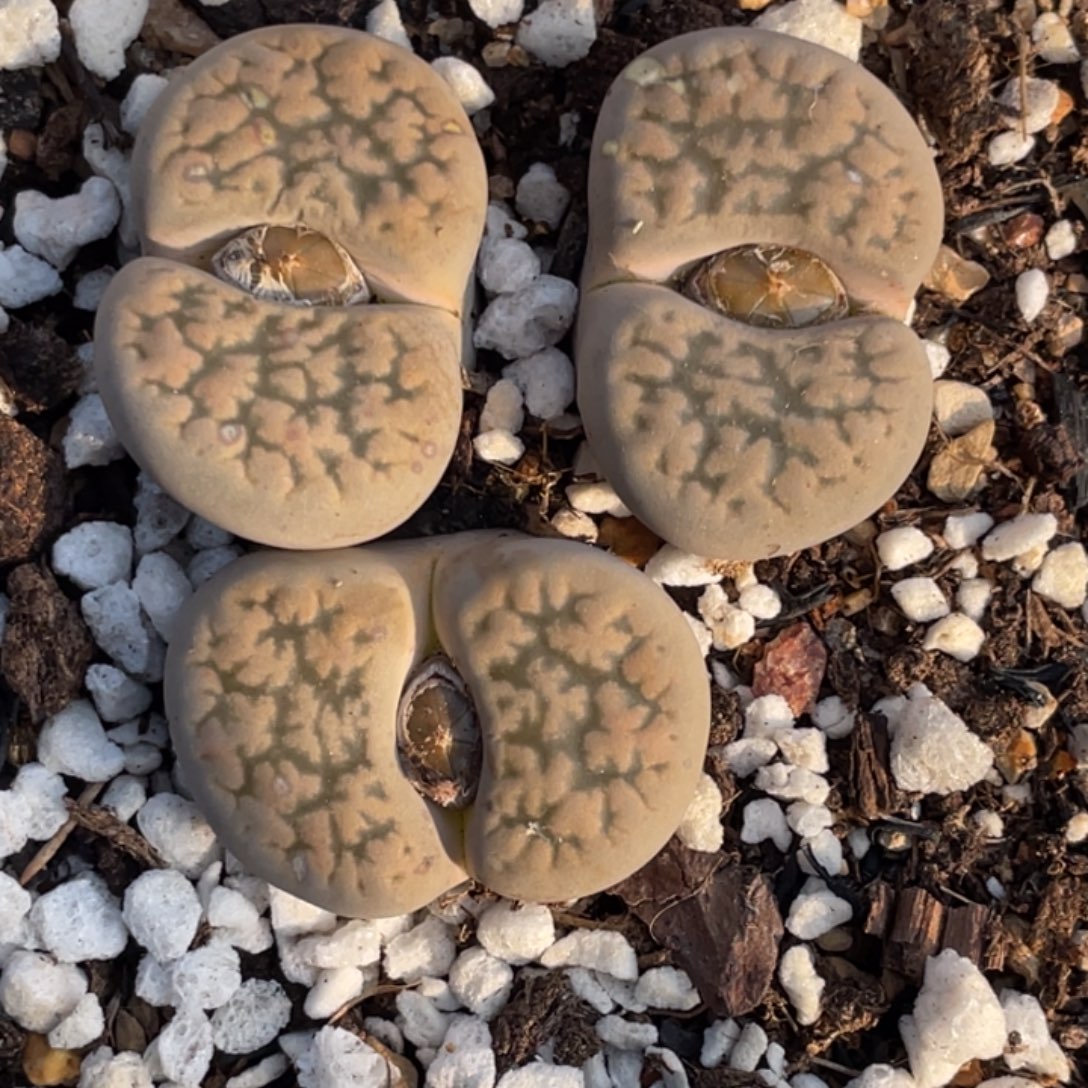 非偏远满20包邮352