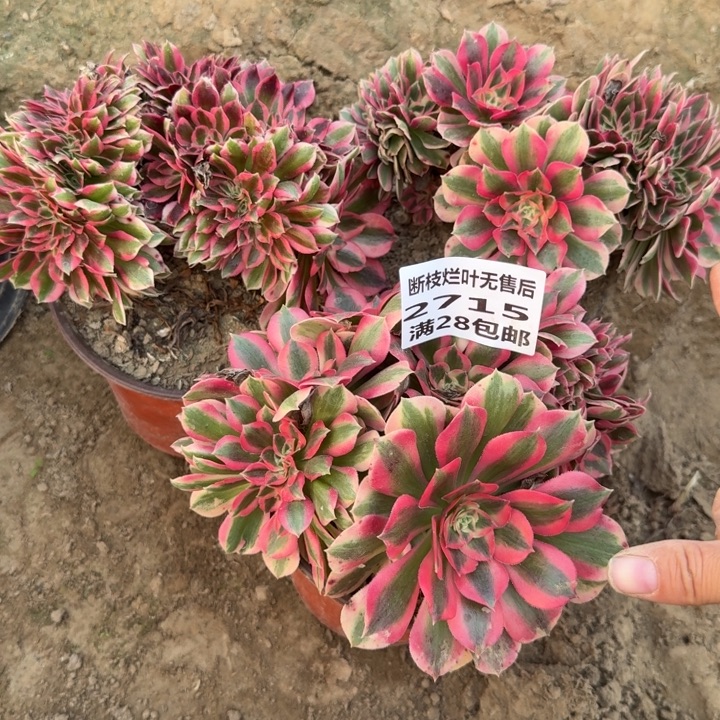 2715一号棚三个缀