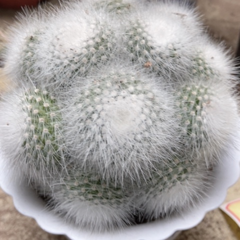 白小丁仙人球22米