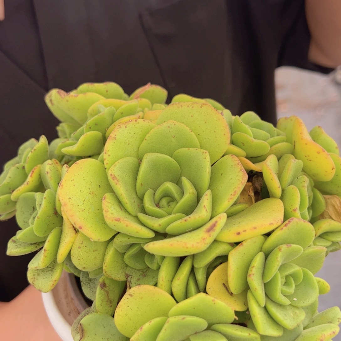 百合莉莉 多头群生 