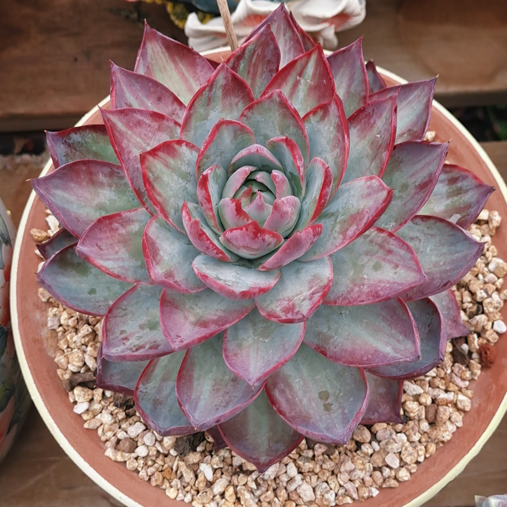 星澜园艺一物一拍多肉植物