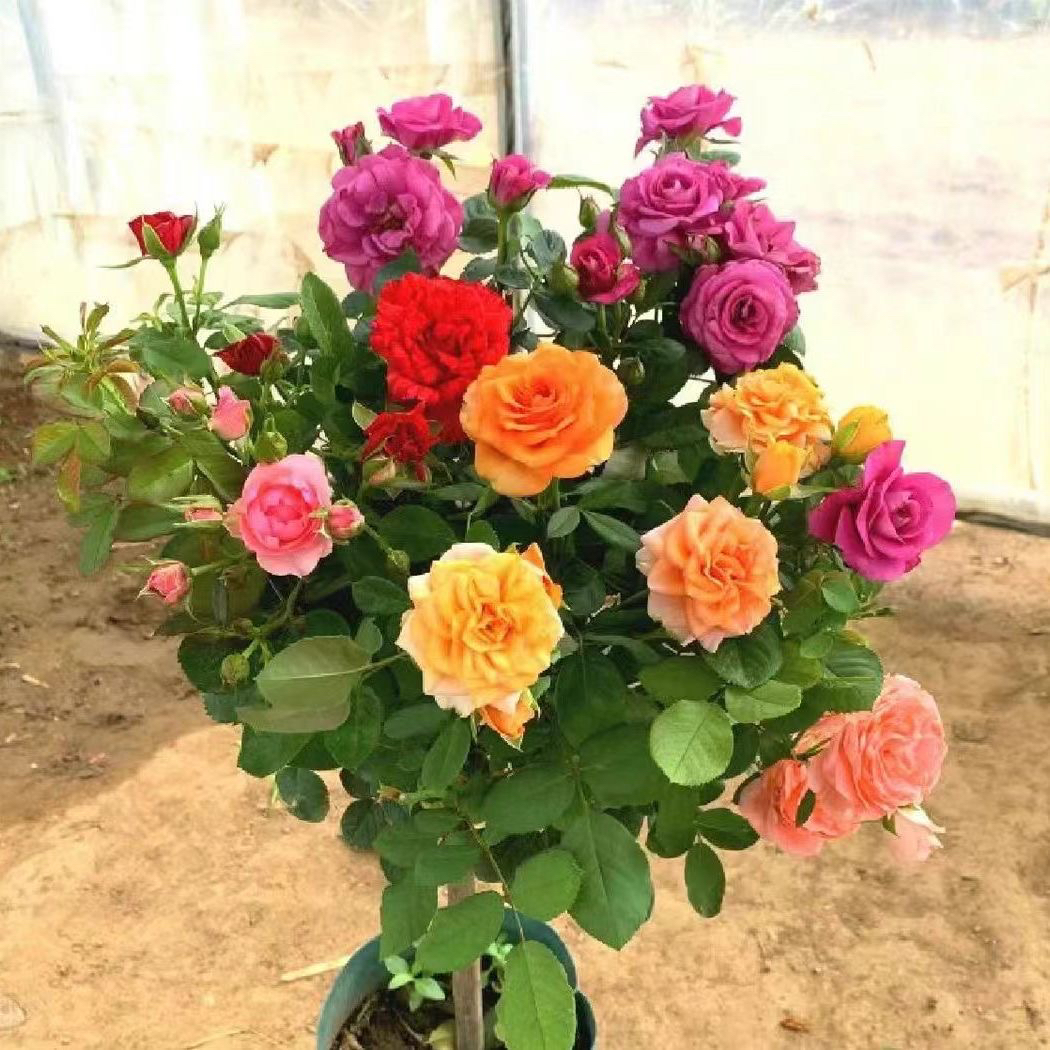 棒棒糖开花机器浓香大花四季品种