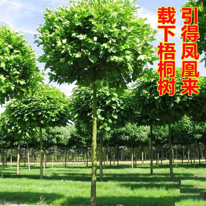 青桐树苗中国梧桐树法国梧桐树苗耐寒庭院观赏风景树行道绿化