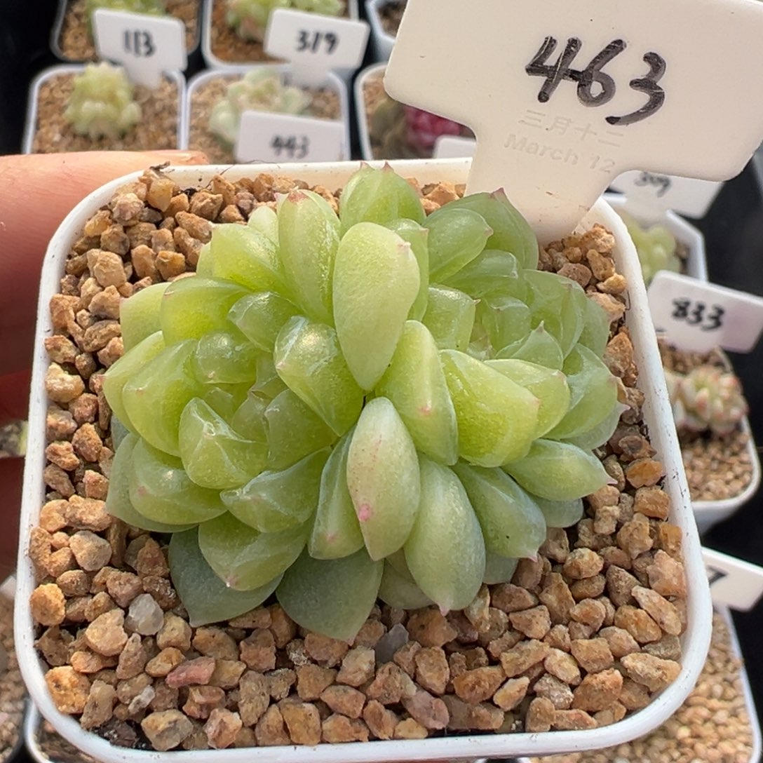 463号绿体泼天 晗雨