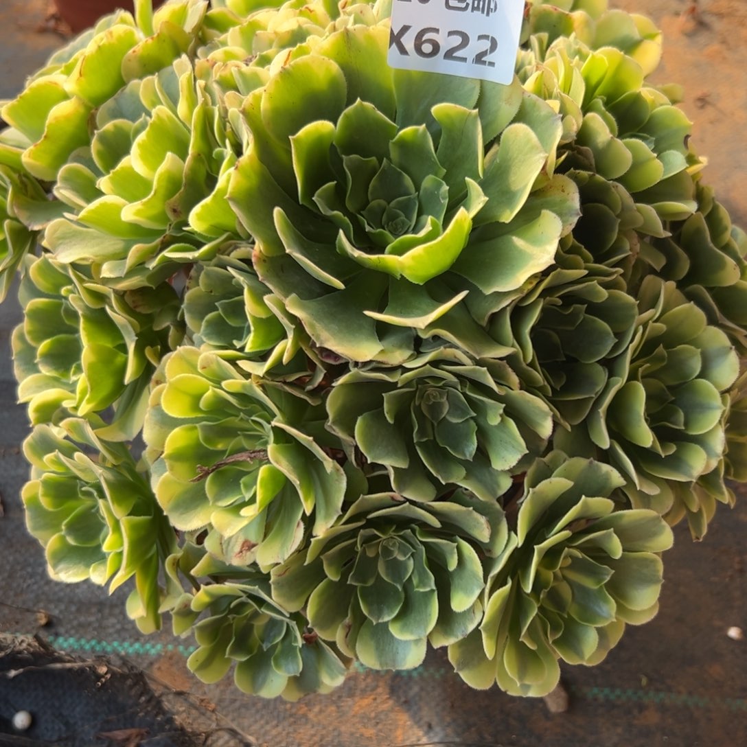 622绿豆沙，满20包邮
