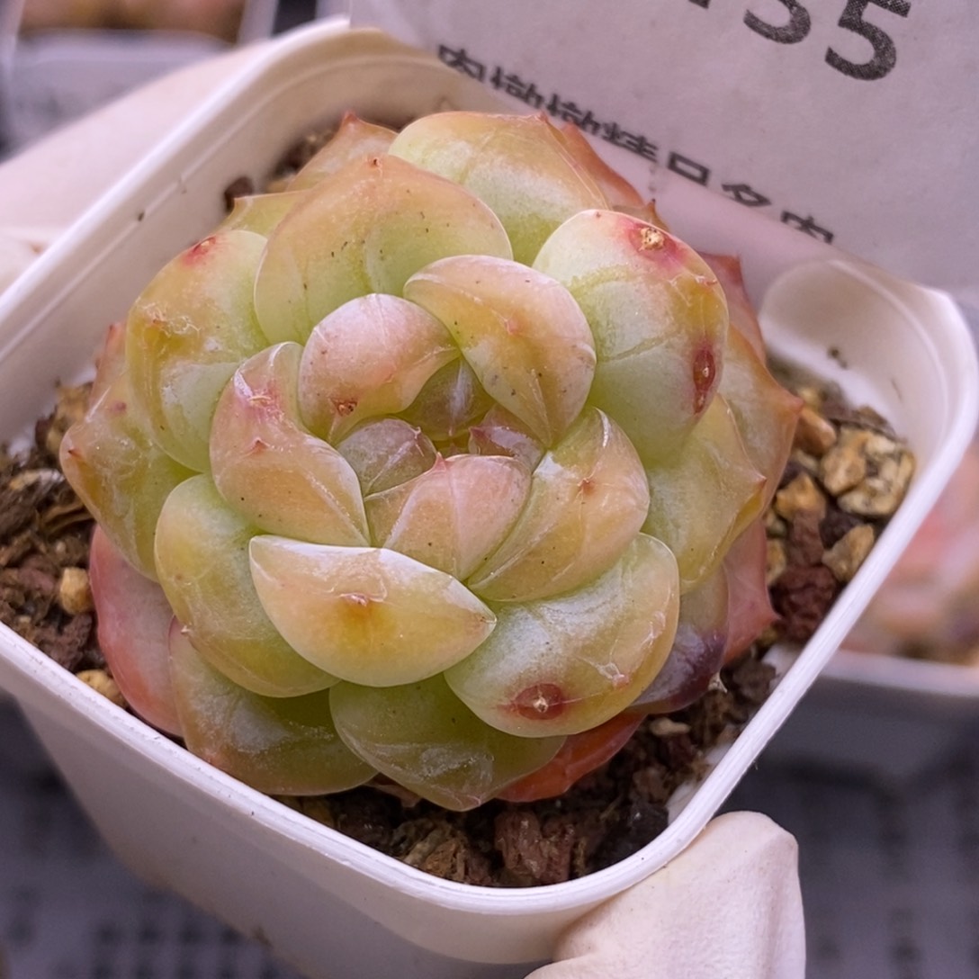 【闪购商品】05-135