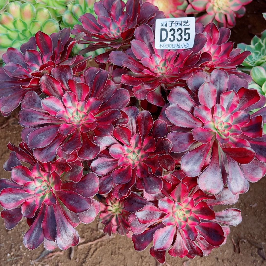 335丽娜雨子多肉植物