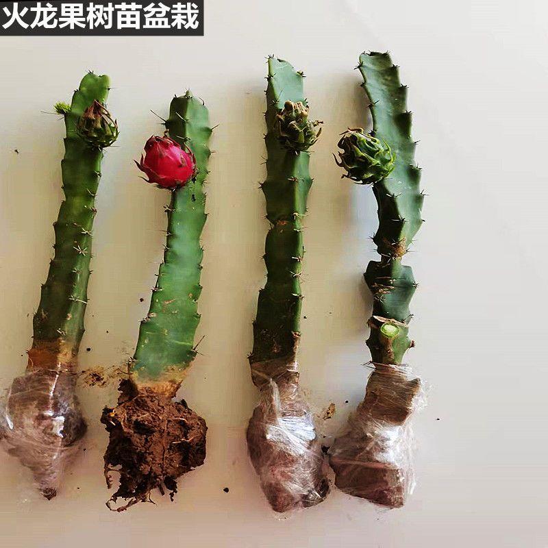 红心火龙果树苗盆栽大苗阳台室内四季种植当年结果南方北方水果苗