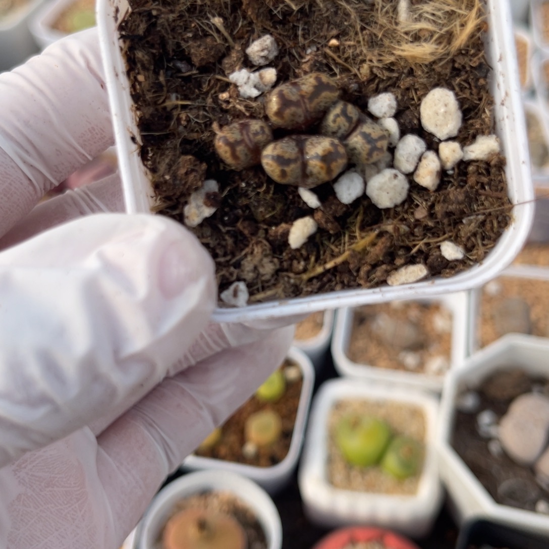 多肉植物一物一拍19