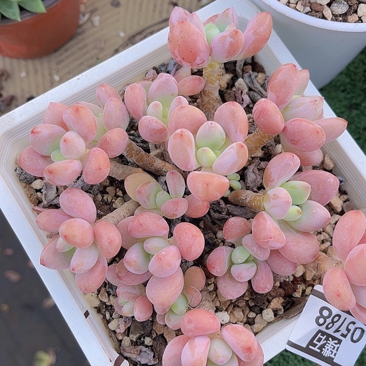 洛神05188多肉植物