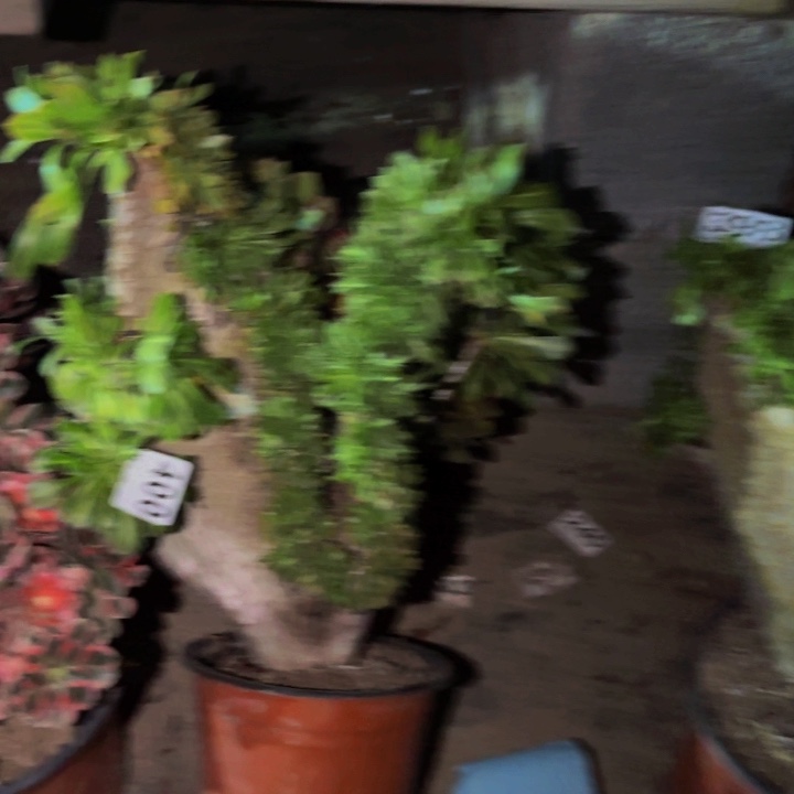 400夕颜多肉植物不售后中班
