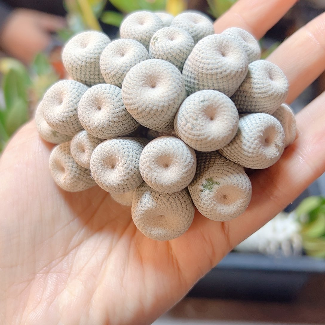 晚1号自根日系小人帽子8.6公分