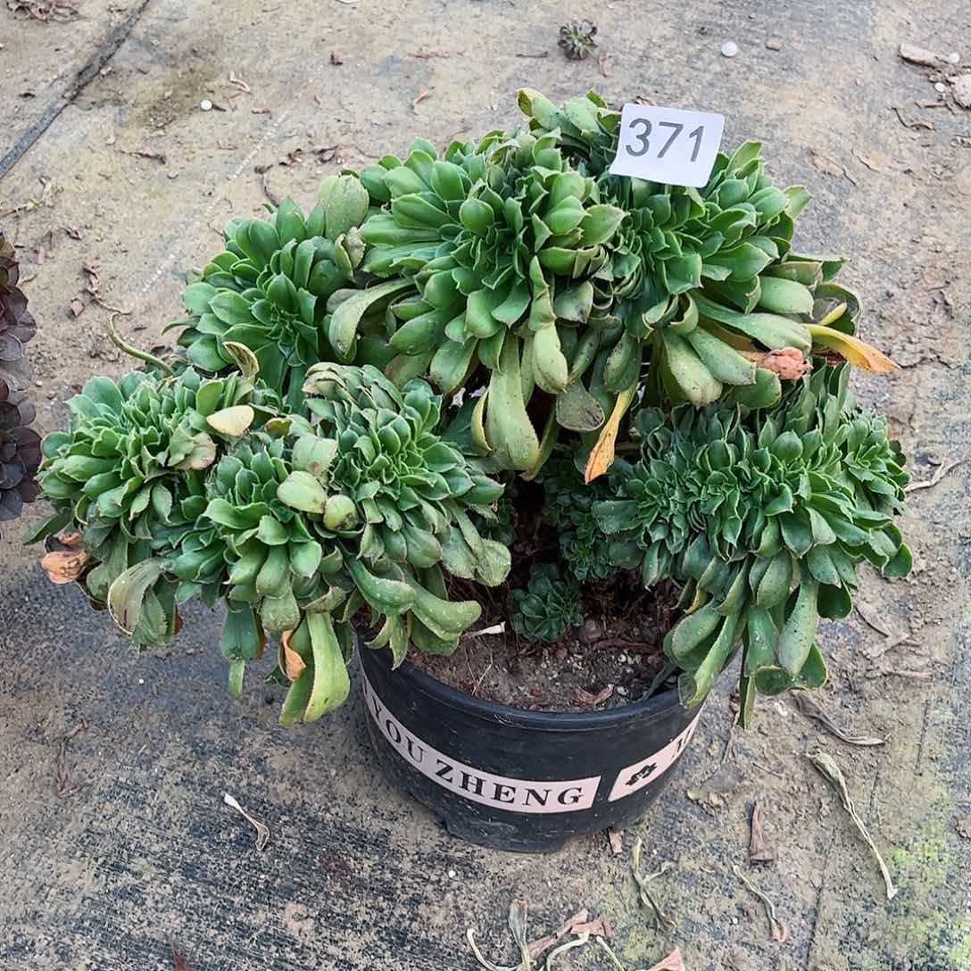 多肉植物缀371多肉