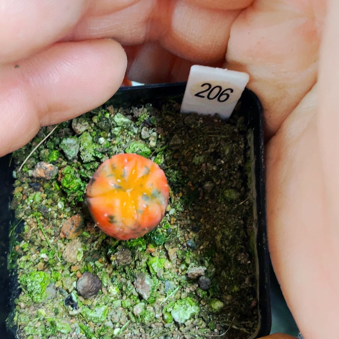 非偏远地区满25包邮仙人球