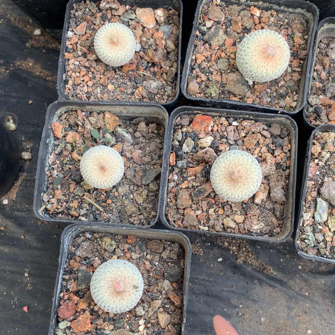 实生月世界仙人球