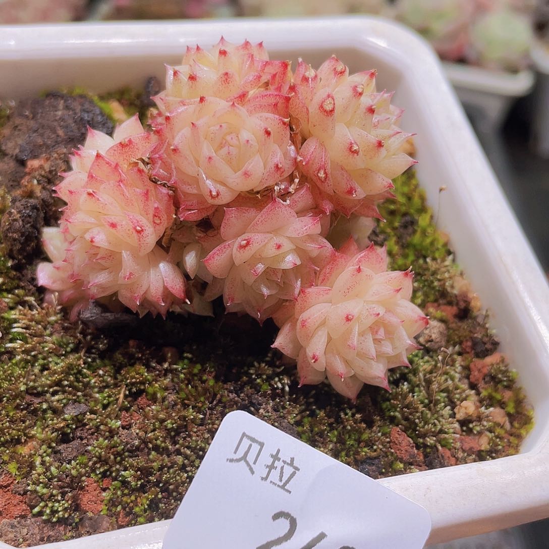 243 精品多肉一物一拍