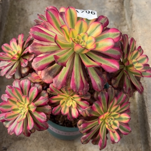 706维娜斯25厘米左右