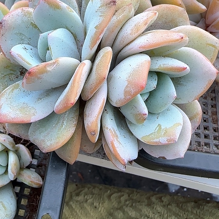 青蛙王子儿童牙膏111