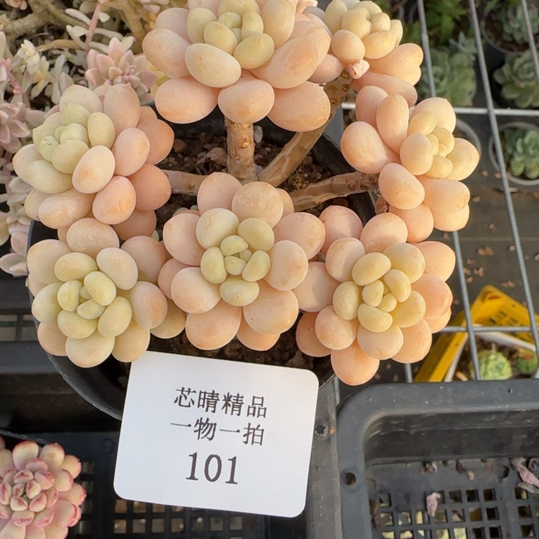 闪购精品多肉101号