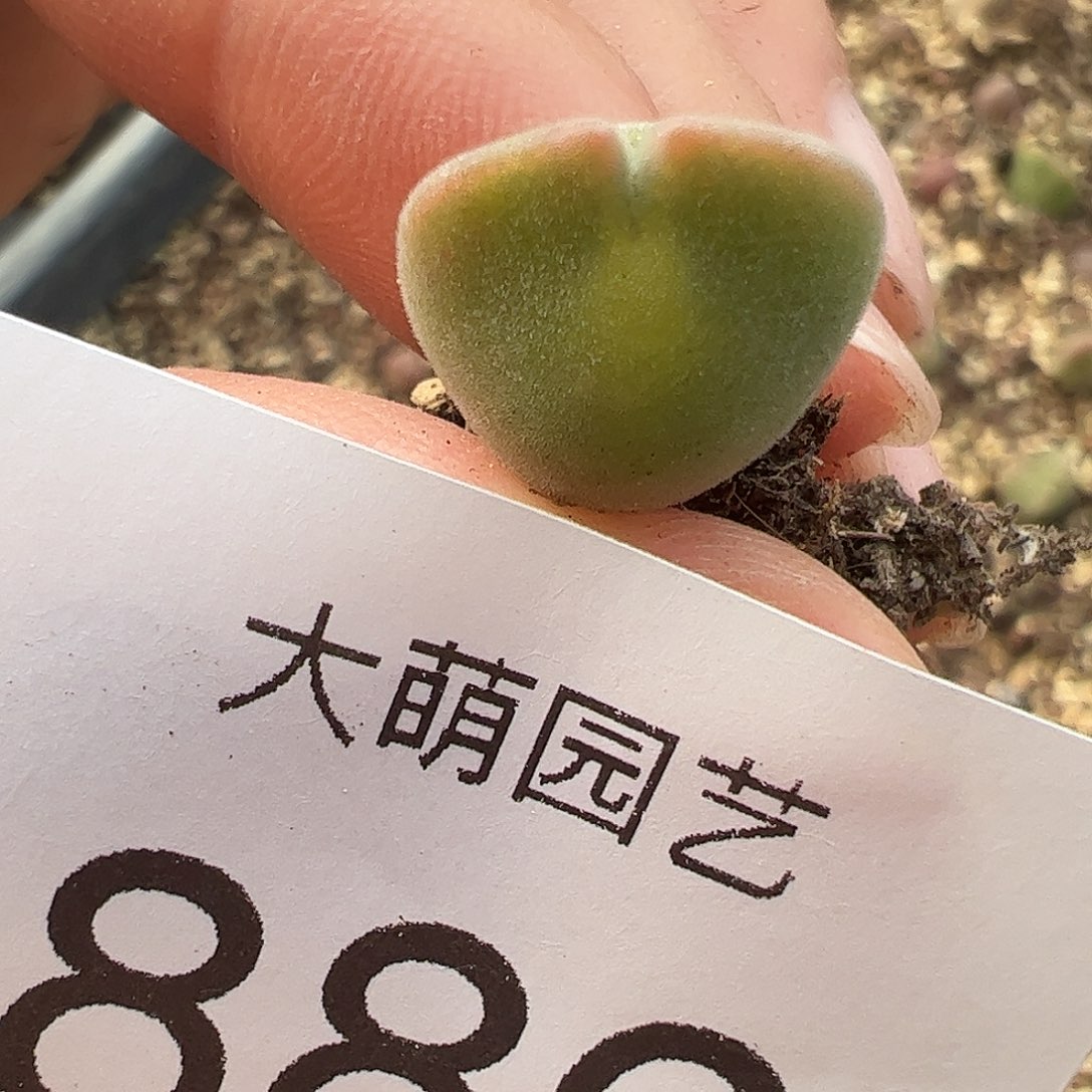 一物一拍。    886