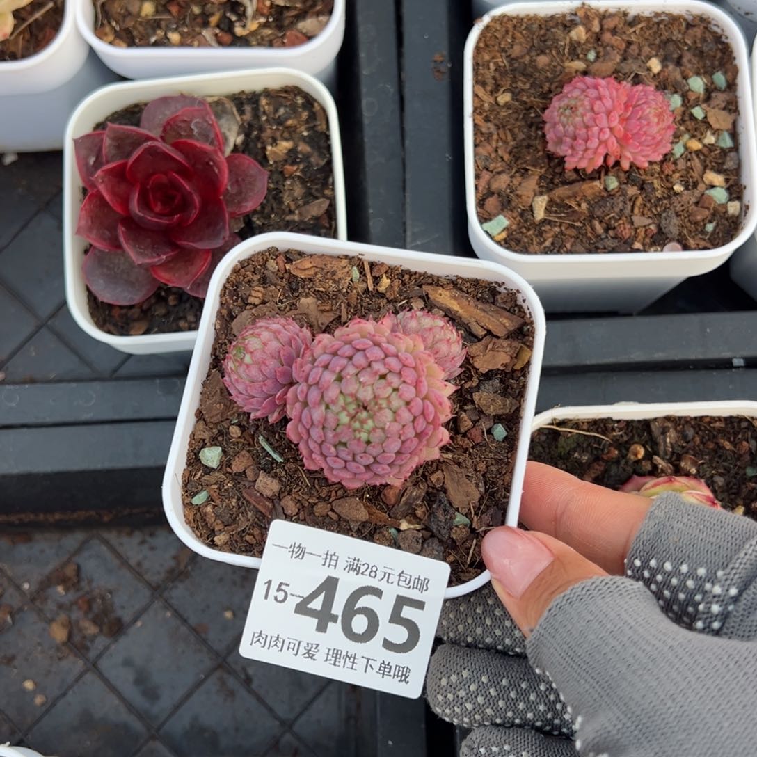 小红衣多肉多肉多肉多肉