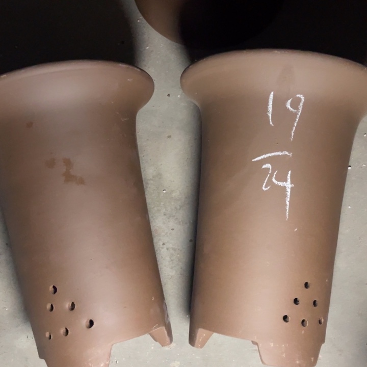 紫砂紫砂紫砂身上紫砂