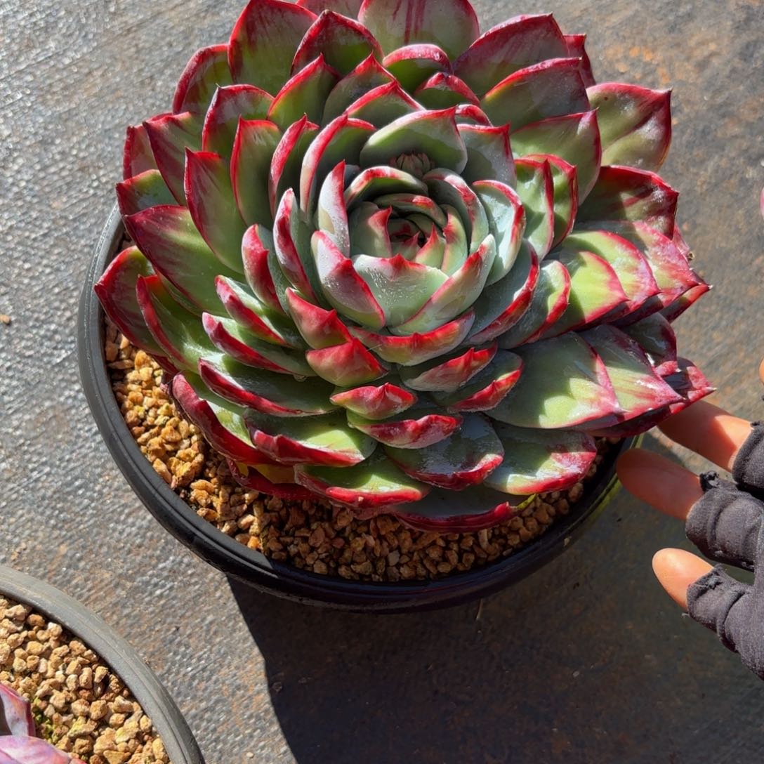 燕***哈哈哈哈哈哈哈哈哈哈不好喝