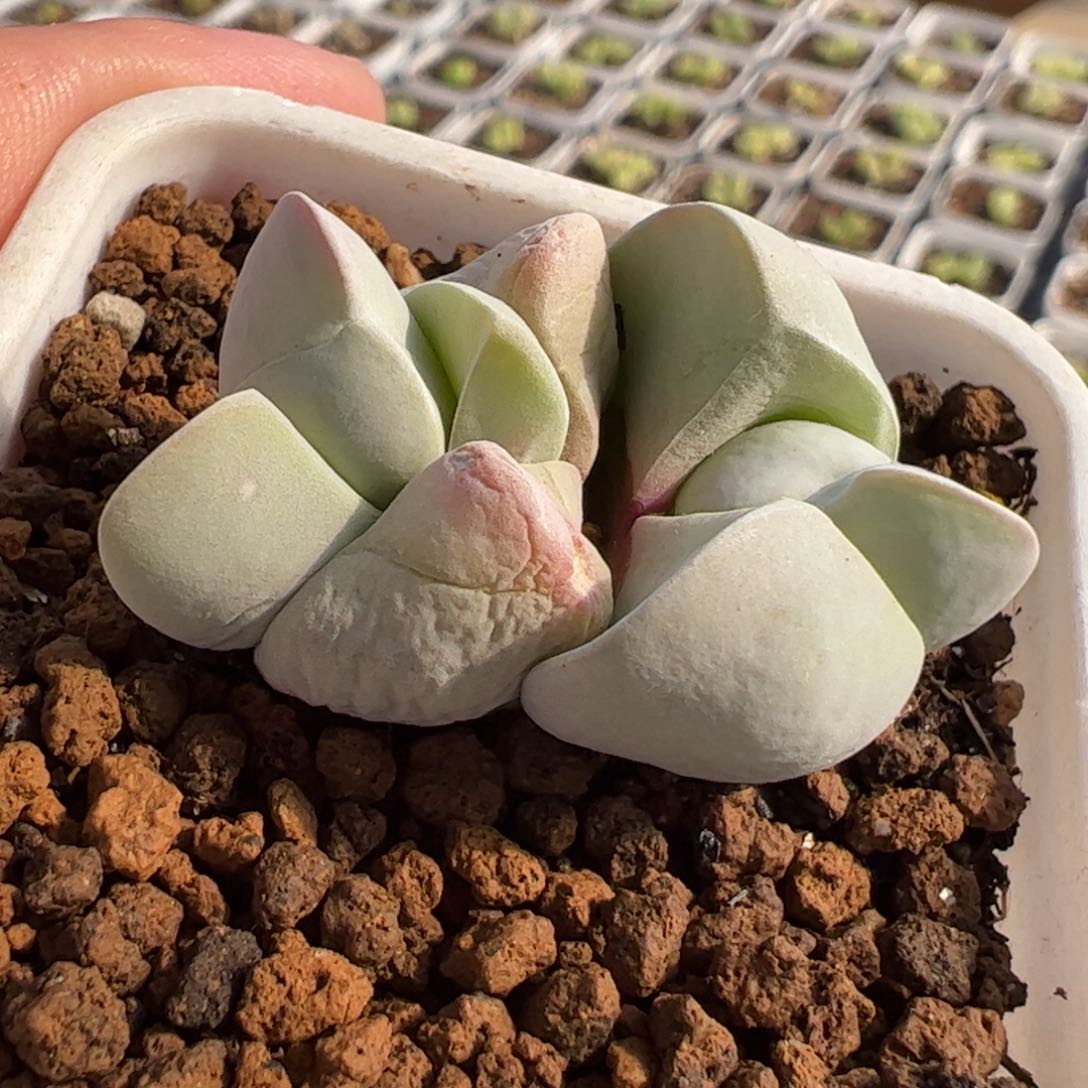 621多肉植物百科