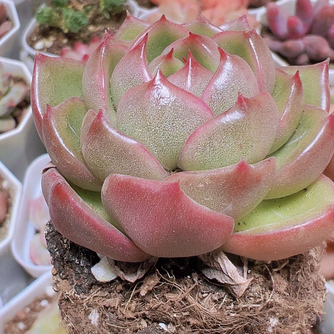 冰宝龙19包邮有d哦肉