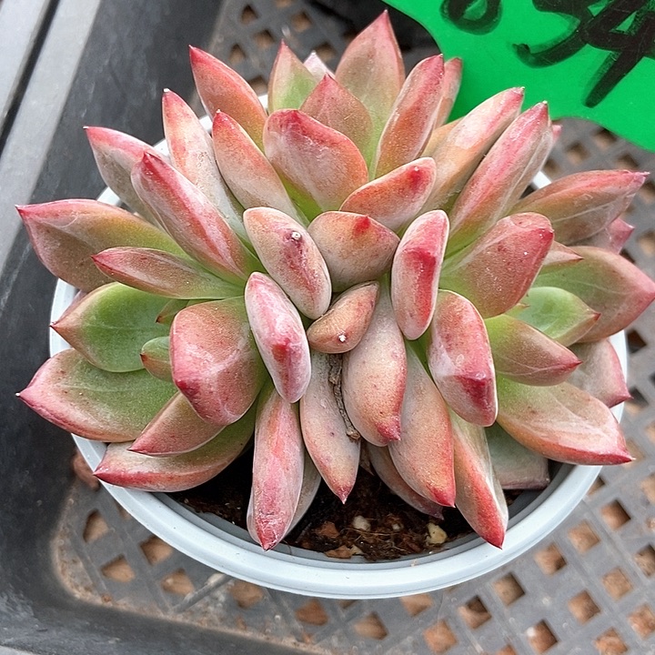 多肉植物夜魔侠群834多肉