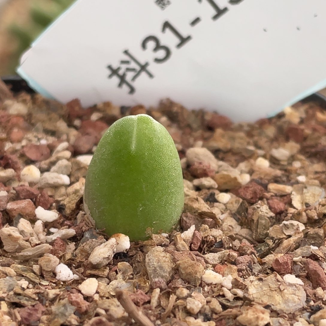31-154哈默兔多肉植物
