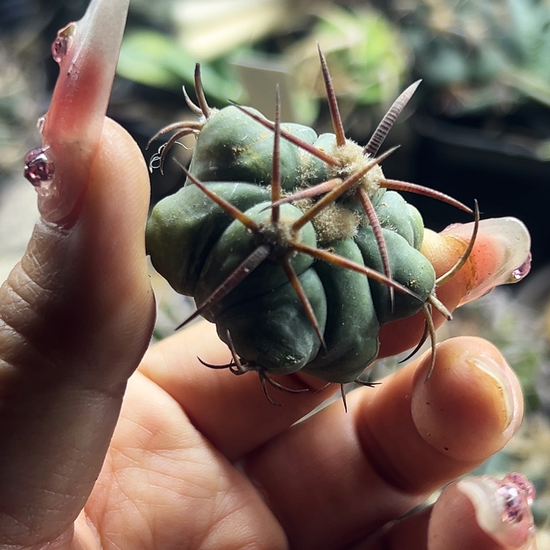 平丸仙人球66666666