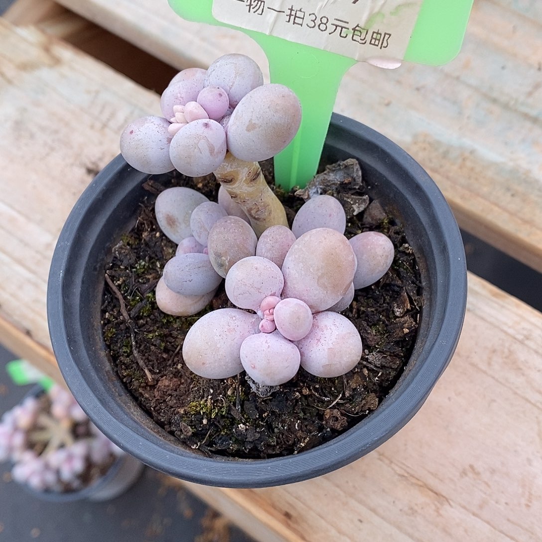 049头莉莉咯哦哦哦哦哦哦