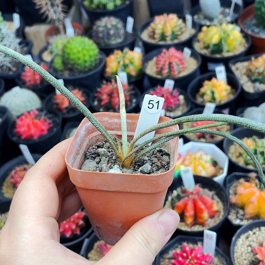 非偏远地区满25包邮仙人球